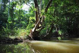 déménagement vers ma guyane